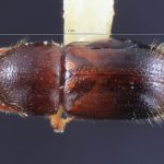 female | Image Author: TH Atkinson | Florida State Collection of Arthropods, Gainesville, Florida | Teziutlan, 6 mi NE | Collection: Entomology
