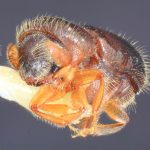 female | Image Author: TH Atkinson | Florida State Collection of Arthropods, Gainesville, Florida | Teziutlan, 6 mi NE | Collection: Entomology