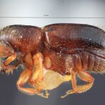 female | Image Author: TH Atkinson | Florida State Collection of Arthropods, Gainesville, Florida | Teziutlan, 6 mi NE | Collection: Entomology