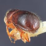 female | Image Author: TH Atkinson | Florida State Collection of Arthropods, Gainesville, Florida | Teziutlan, 6 mi NE | Collection: Entomology
