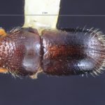 male | Image Author: TH Atkinson | Florida State Collection of Arthropods, Gainesville, Florida | Teziutlan, 6 mi NE | Collection: Entomology