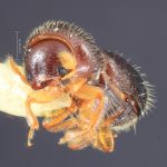 male | Image Author: TH Atkinson | Florida State Collection of Arthropods, Gainesville, Florida | Teziutlan, 6 mi NE | Collection: Entomology