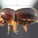 male | Image Author: TH Atkinson | Florida State Collection of Arthropods, Gainesville, Florida | Teziutlan, 6 mi NE | Collection: Entomology