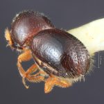 male | Image Author: TH Atkinson | Florida State Collection of Arthropods, Gainesville, Florida | Teziutlan, 6 mi NE | Collection: Entomology