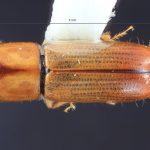 female | Image Author: TH Atkinson | Florida State Collection of Arthropods, Gainesville, Florida | Mt. Tzontehuiz | Collection: Entomology