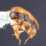 female | Image Author: TH Atkinson | Florida State Collection of Arthropods, Gainesville, Florida | Mt. Tzontehuiz | Collection: Entomology
