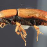 female | Image Author: TH Atkinson | Florida State Collection of Arthropods, Gainesville, Florida | Mt. Tzontehuiz | Collection: Entomology