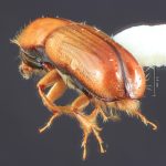 female | Image Author: TH Atkinson | Florida State Collection of Arthropods, Gainesville, Florida | Mt. Tzontehuiz | Collection: Entomology