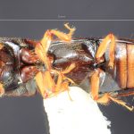 female | Image Author: TH Atkinson | Florida State Collection of Arthropods, Gainesville, Florida | Mt. Tzontehuiz | Collection: Entomology