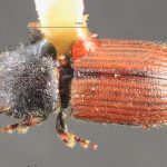 female | Image Author: TH Atkinson | Florida State Collection of Arthropods, Gainesville, Florida | paratype Cnesinus gibbosus Wood | paratype | Volcan Poas | Collection: Entomology