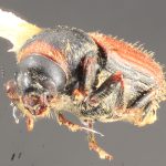 female | Image Author: TH Atkinson | Florida State Collection of Arthropods, Gainesville, Florida | paratype Cnesinus gibbosus Wood | paratype | Volcan Poas | Collection: Entomology