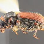 female | Image Author: TH Atkinson | Florida State Collection of Arthropods, Gainesville, Florida | paratype Cnesinus gibbosus Wood | paratype | Volcan Poas | Collection: Entomology