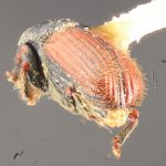 female | Image Author: TH Atkinson | Florida State Collection of Arthropods, Gainesville, Florida | paratype Cnesinus gibbosus Wood | paratype | Volcan Poas | Collection: Entomology