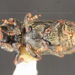 female | Image Author: TH Atkinson | Florida State Collection of Arthropods, Gainesville, Florida | paratype Cnesinus gibbosus Wood | paratype | Volcan Poas | Collection: Entomology