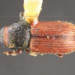 male | Image Author: TH Atkinson | Florida State Collection of Arthropods, Gainesville, Florida | allotype Cnesinus gibbosus Wood | allotype | Volcan Poas | Collection: Entomology