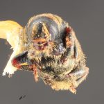 male | Image Author: TH Atkinson | Florida State Collection of Arthropods, Gainesville, Florida | allotype Cnesinus gibbosus Wood | allotype | Volcan Poas | Collection: Entomology