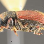 male | Image Author: TH Atkinson | Florida State Collection of Arthropods, Gainesville, Florida | allotype Cnesinus gibbosus Wood | allotype | Volcan Poas | Collection: Entomology