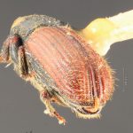 male | Image Author: TH Atkinson | Florida State Collection of Arthropods, Gainesville, Florida | allotype Cnesinus gibbosus Wood | allotype | Volcan Poas | Collection: Entomology
