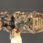 male | Image Author: TH Atkinson | Florida State Collection of Arthropods, Gainesville, Florida | allotype Cnesinus gibbosus Wood | allotype | Volcan Poas | Collection: Entomology