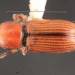 female | Image Author: TH Atkinson | Florida State Collection of Arthropods, Gainesville, Florida | paratype Cnesinus gibbulus Wood | paratype | Villa Mills, Cerro de la Muerte | Collection: Entomology