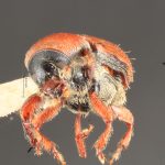 female | Image Author: TH Atkinson | Florida State Collection of Arthropods, Gainesville, Florida | paratype Cnesinus gibbulus Wood | paratype | Villa Mills, Cerro de la Muerte | Collection: Entomology