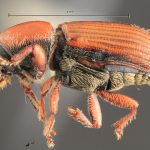 female | Image Author: TH Atkinson | Florida State Collection of Arthropods, Gainesville, Florida | paratype Cnesinus gibbulus Wood | paratype | Villa Mills, Cerro de la Muerte | Collection: Entomology