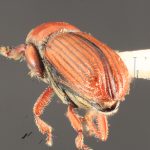 female | Image Author: TH Atkinson | Florida State Collection of Arthropods, Gainesville, Florida | paratype Cnesinus gibbulus Wood | paratype | Villa Mills, Cerro de la Muerte | Collection: Entomology