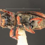 female | Image Author: TH Atkinson | Florida State Collection of Arthropods, Gainesville, Florida | paratype Cnesinus gibbulus Wood | paratype | Villa Mills, Cerro de la Muerte | Collection: Entomology