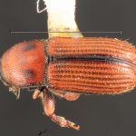 male | Image Author: TH Atkinson | Florida State Collection of Arthropods, Gainesville, Florida | allotype Cnesinus gibbulus Wood | allotype | Villa Mills, Cerro de la Muerte | Collection: Entomology