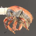 male | Image Author: TH Atkinson | Florida State Collection of Arthropods, Gainesville, Florida | allotype Cnesinus gibbulus Wood | allotype | Villa Mills, Cerro de la Muerte | Collection: Entomology