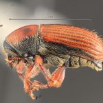 male | Image Author: TH Atkinson | Florida State Collection of Arthropods, Gainesville, Florida | allotype Cnesinus gibbulus Wood | allotype | Villa Mills, Cerro de la Muerte | Collection: Entomology