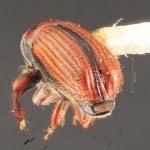 male | Image Author: TH Atkinson | Florida State Collection of Arthropods, Gainesville, Florida | allotype Cnesinus gibbulus Wood | allotype | Villa Mills, Cerro de la Muerte | Collection: Entomology