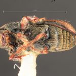 male | Image Author: TH Atkinson | Florida State Collection of Arthropods, Gainesville, Florida | allotype Cnesinus gibbulus Wood | allotype | Villa Mills, Cerro de la Muerte | Collection: Entomology