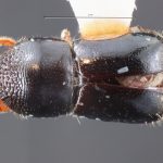 male | Image Author: TH Atkinson | Florida State Collection of Arthropods, Gainesville, Florida | Guadeloupe Arriba | Collection: Entomology
