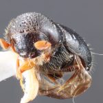 male | Image Author: TH Atkinson | Florida State Collection of Arthropods, Gainesville, Florida | Guadeloupe Arriba | Collection: Entomology
