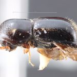 male | Image Author: TH Atkinson | Florida State Collection of Arthropods, Gainesville, Florida | Guadeloupe Arriba | Collection: Entomology