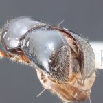 male | Image Author: TH Atkinson | Florida State Collection of Arthropods, Gainesville, Florida | Guadeloupe Arriba | Collection: Entomology