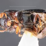male | Image Author: TH Atkinson | Florida State Collection of Arthropods, Gainesville, Florida | Guadeloupe Arriba | Collection: Entomology