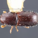 female | Image Author: TH Atkinson | Florida State Collection of Arthropods, Gainesville, Florida | Barro Colorado Isl. | Collection: Entomology