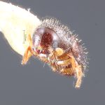 female | Image Author: TH Atkinson | Florida State Collection of Arthropods, Gainesville, Florida | Barro Colorado Isl. | Collection: Entomology