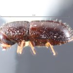 female | Image Author: TH Atkinson | Florida State Collection of Arthropods, Gainesville, Florida | Barro Colorado Isl. | Collection: Entomology