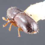 female | Image Author: TH Atkinson | Florida State Collection of Arthropods, Gainesville, Florida | Barro Colorado Isl. | Collection: Entomology