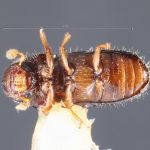 female | Image Author: TH Atkinson | Florida State Collection of Arthropods, Gainesville, Florida | Barro Colorado Isl. | Collection: Entomology