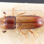 female | Image Author: TH Atkinson | lectoparatype Gnathotrichus consentaneus Blandford | paratype | Totonicapán