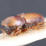 female | Image Author: TH Atkinson | lectoparatype Gnathotrichus consentaneus Blandford | paratype | Totonicapán