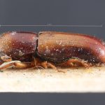 female | Image Author: TH Atkinson | lectoparatype Gnathotrichus consentaneus Blandford | paratype | Totonicapán