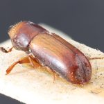female | Image Author: TH Atkinson | lectoparatype Gnathotrichus consentaneus Blandford | paratype | Totonicapán